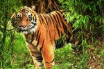 sunderbans tiger tour