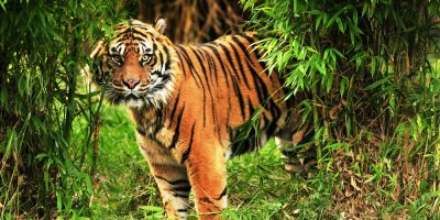 sunderbans tiger tour