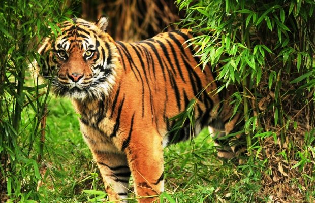 sunderbans tiger tour