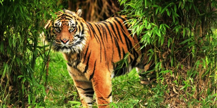 sunderbans tiger tour